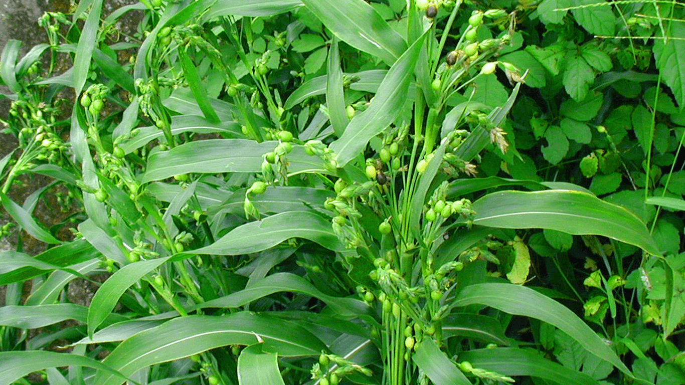 Lágrima de Nossa Senhora